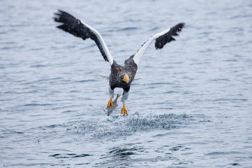 Steller's Sea Eagle Catching Fish with One Foot
