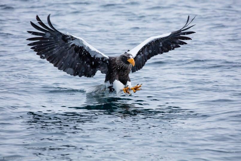 Steller's Sea Eagle Swooping to Catch Fish