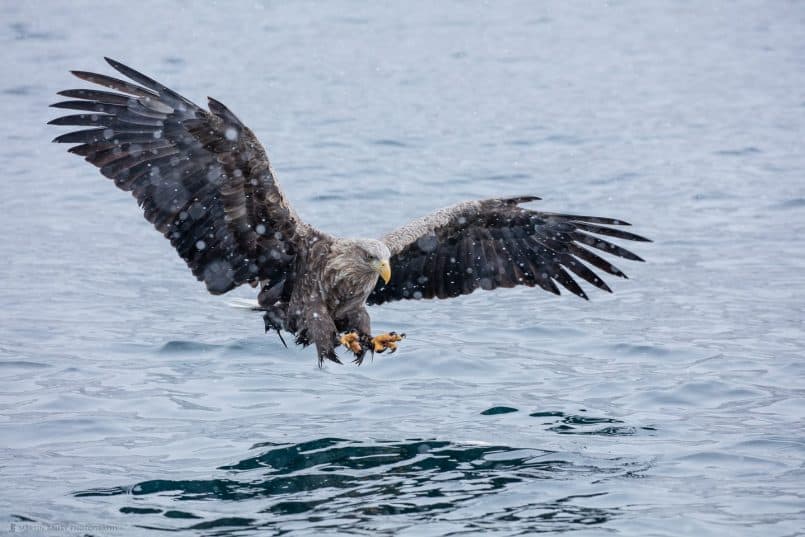 White-Tailed Eagle Swooping to Catch Fish Talons Forward
