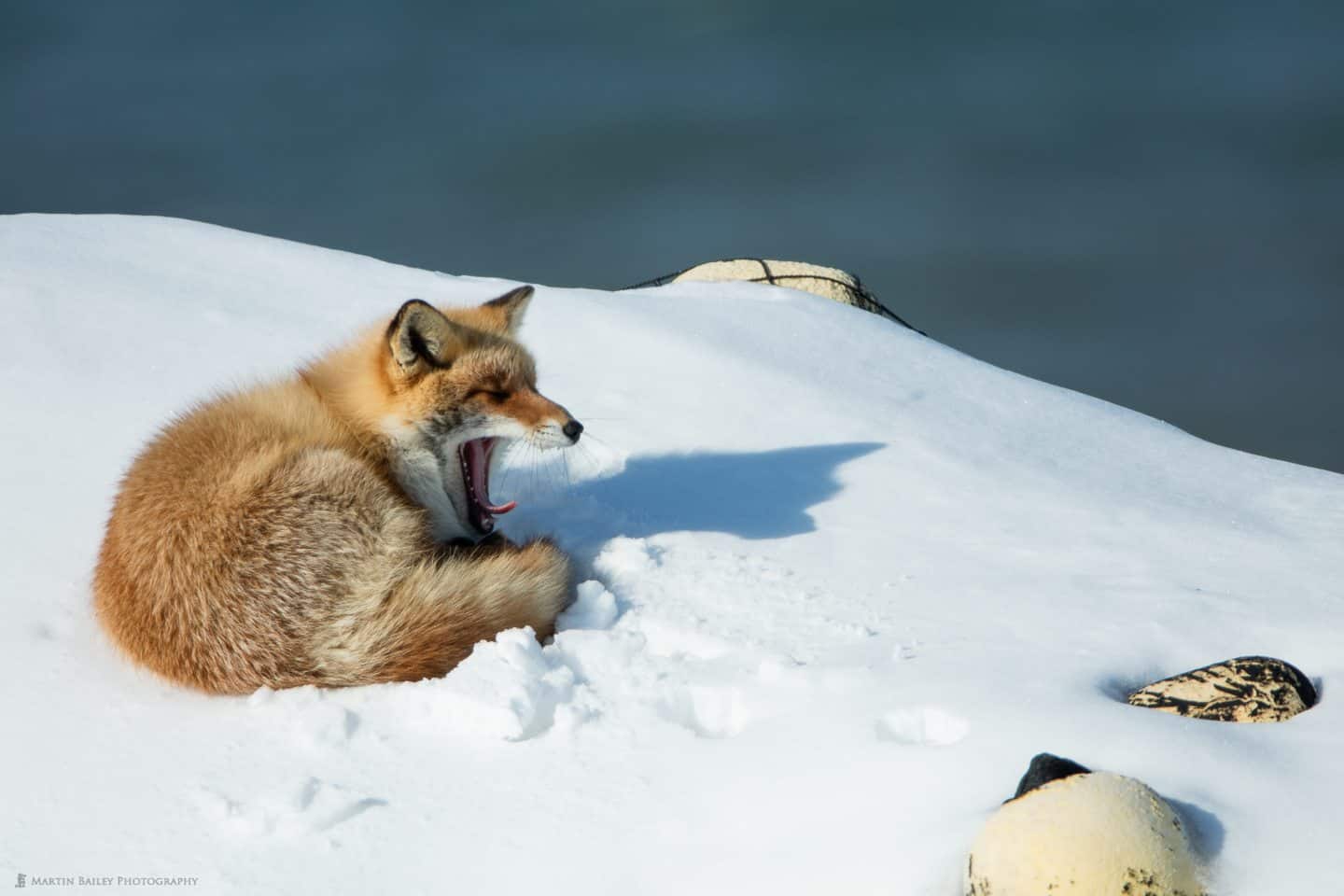 Northern Red Fox Yawning with Fishing Floats