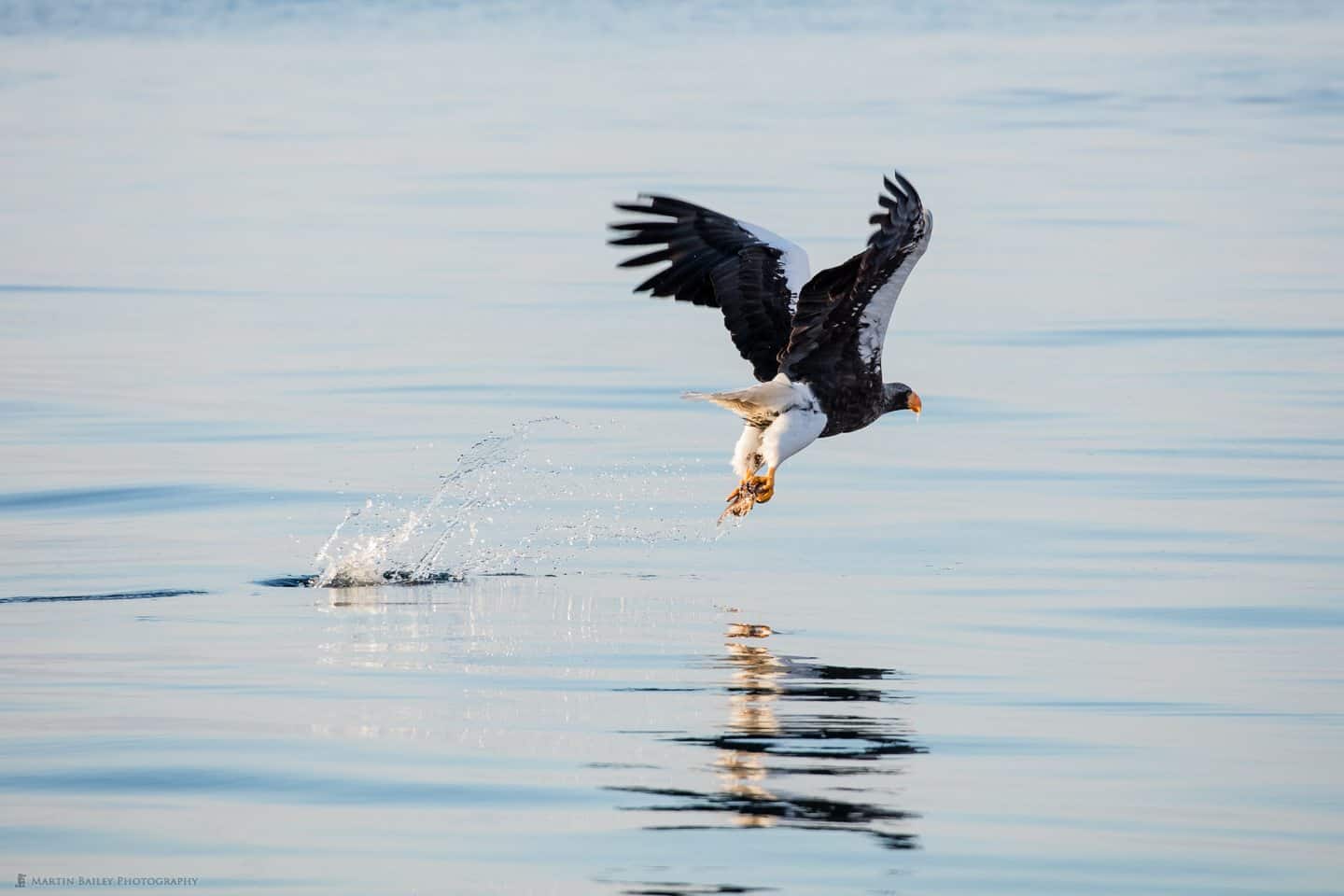 Steller's Sea Eagle Catching Fish from Calm Sea