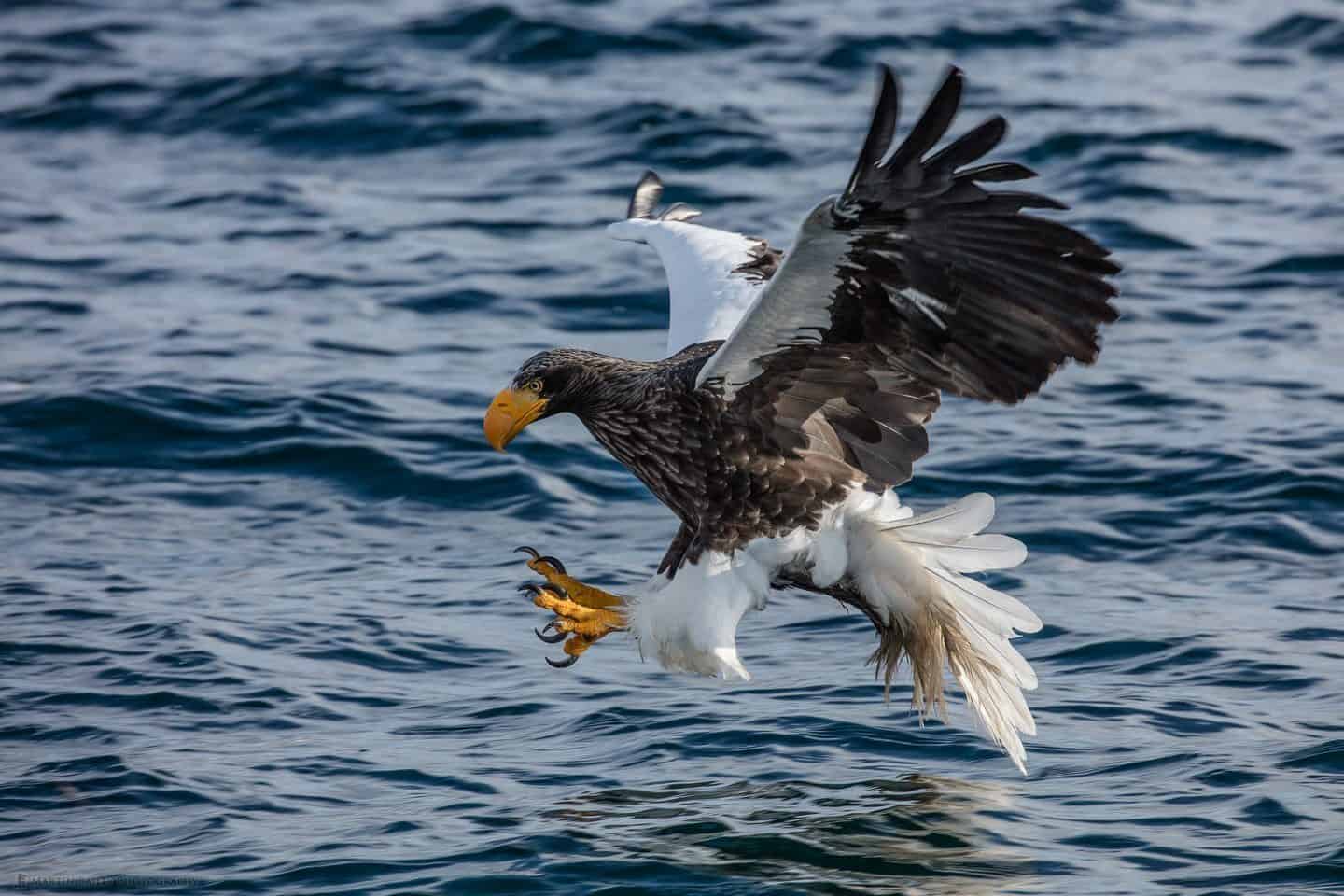 Steller's Sea Eagle Swooping to Catch Fish Talons Forward
