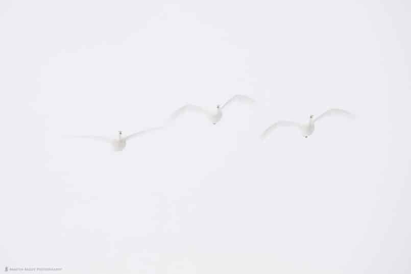 Three Swans in Mist