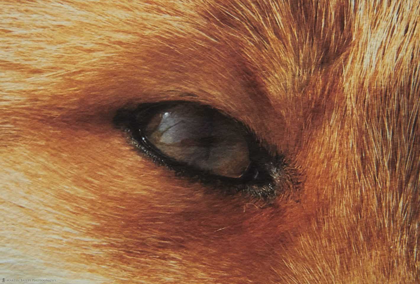 Fox Eye Closeup - Pura Bagasse Textured