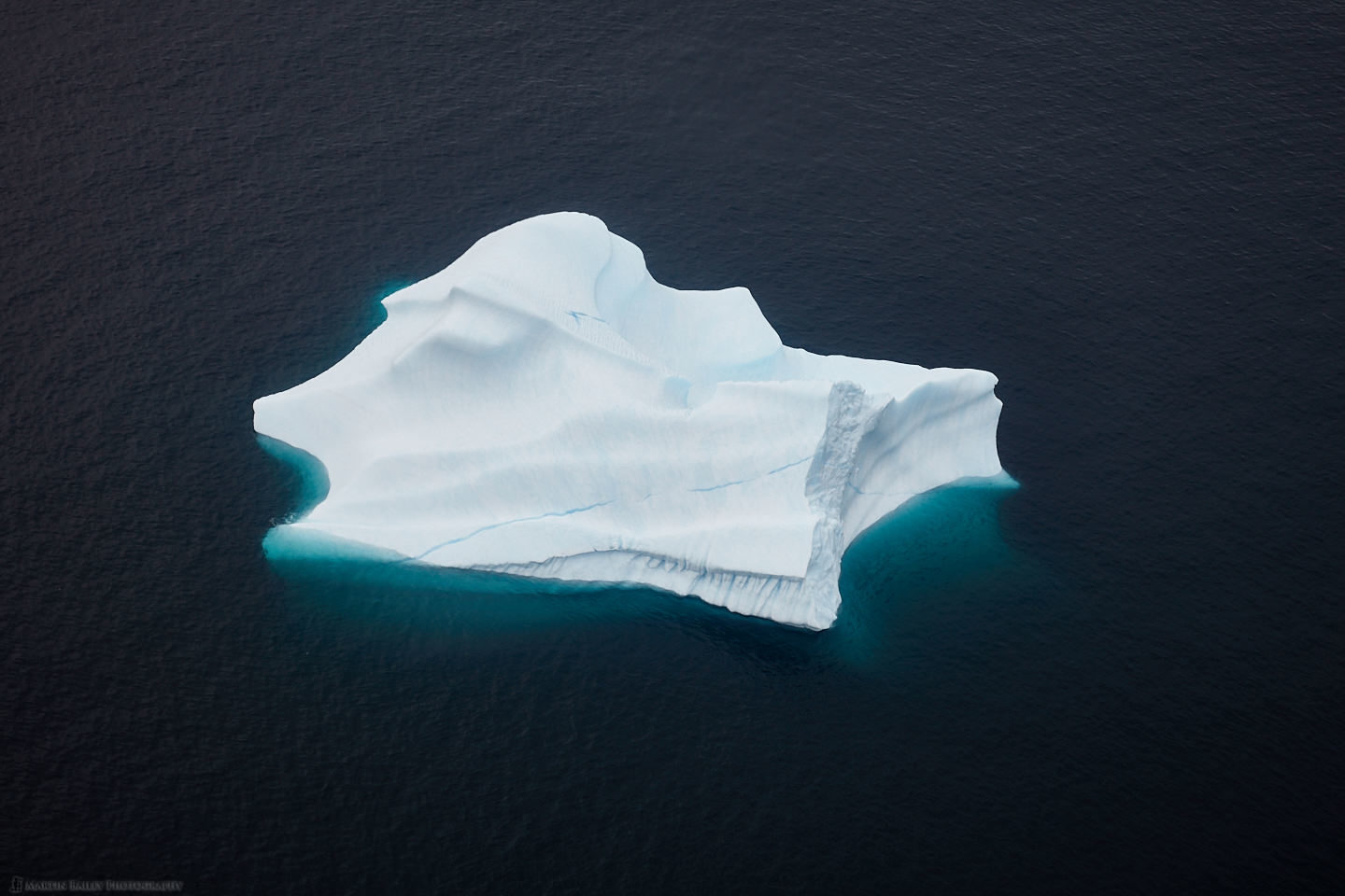 Angel Fish Iceberg
