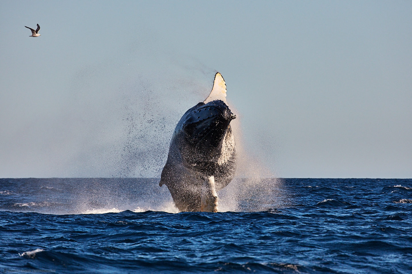 Breaching Humpback Whale - Front View