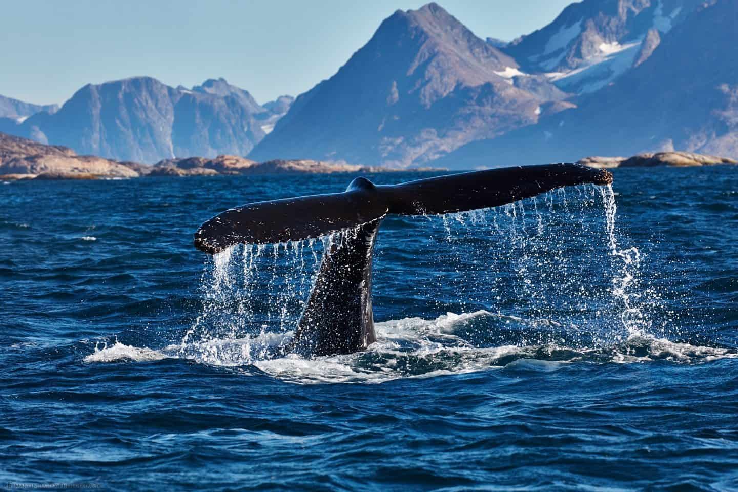 Гренландский кит Китобой