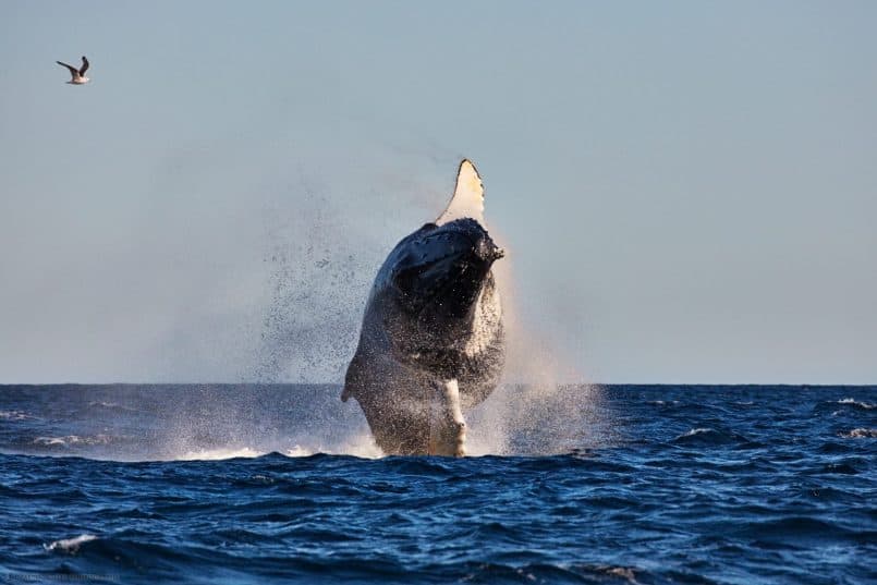 Breaching Humpback Whale - Front View