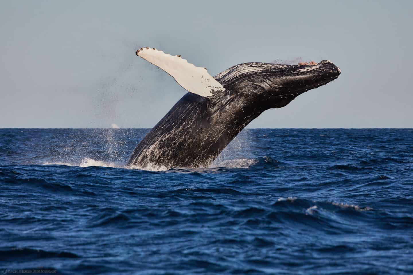Breaching Humpback Whale - Side View