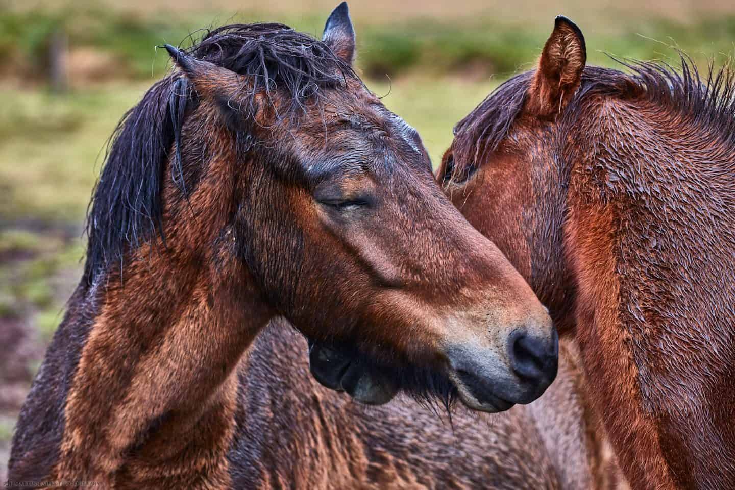 Lovey Dovey Horses