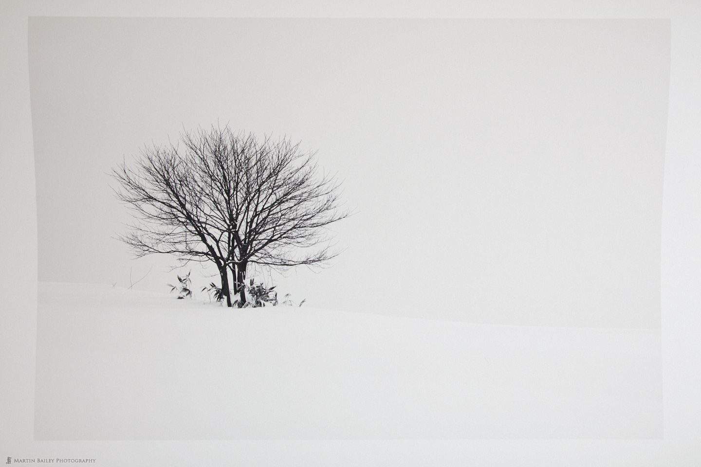 Hokkaido Tree Print on Signa Smooth
