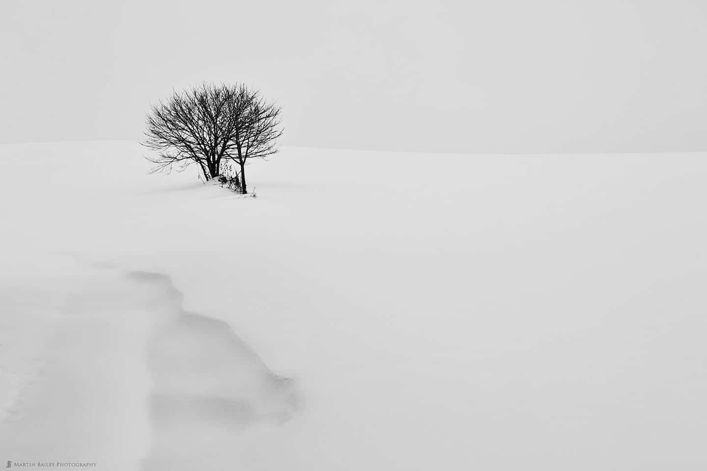 Tree with Snow Drift