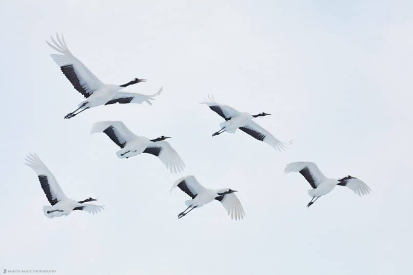 Six Adult Cranes in Flight