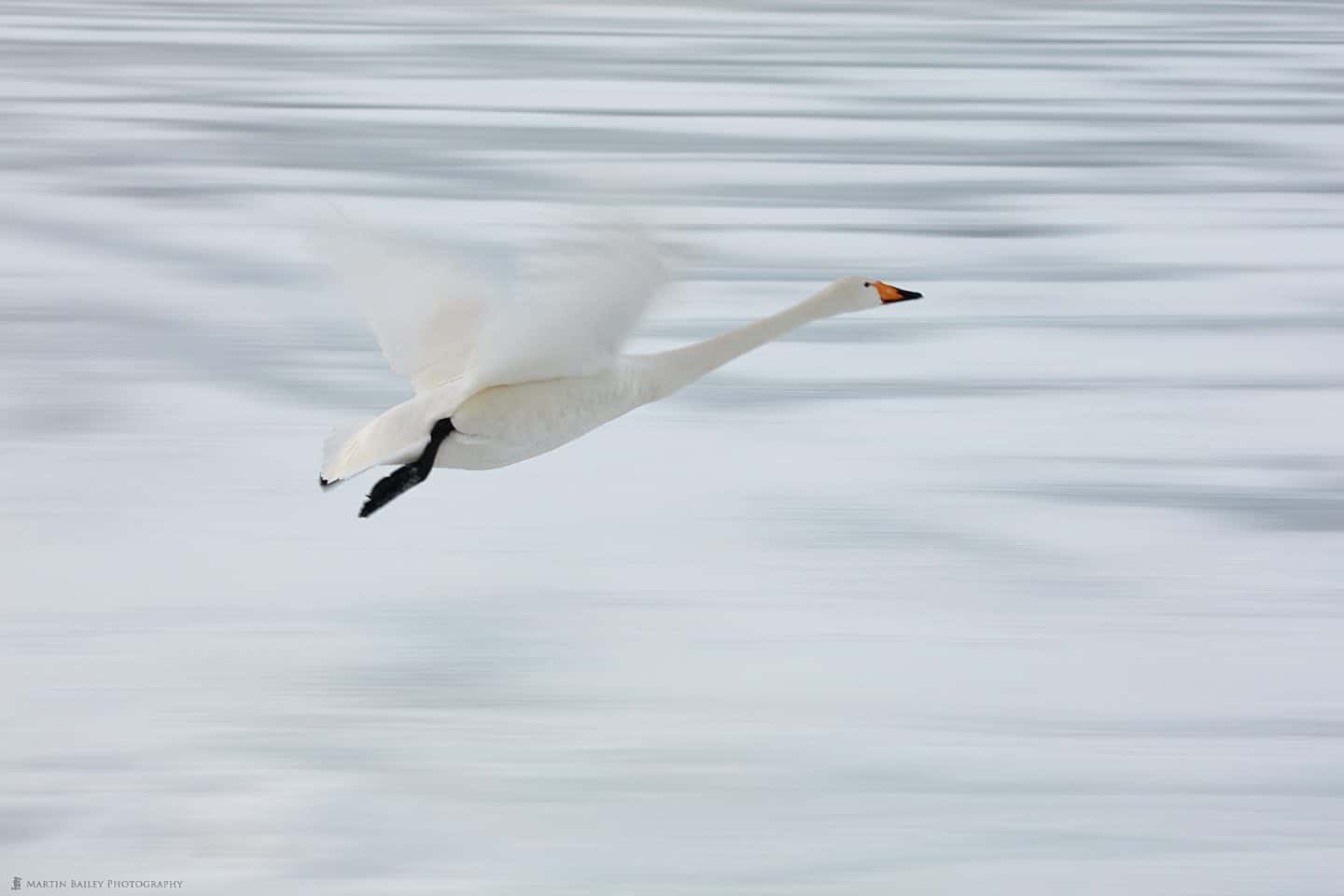 Whooper Swan Over Frozen Lake