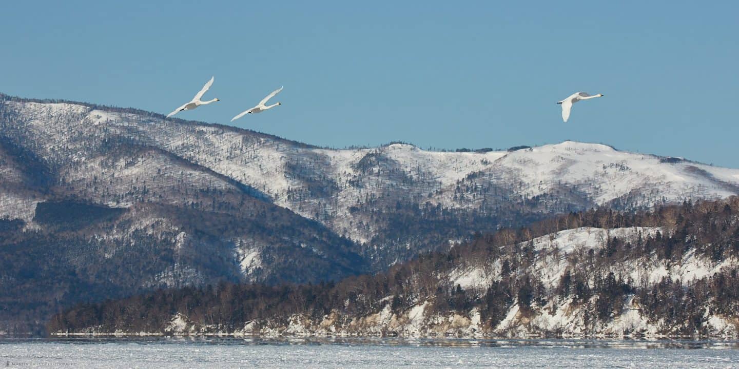 Swans and Mountains