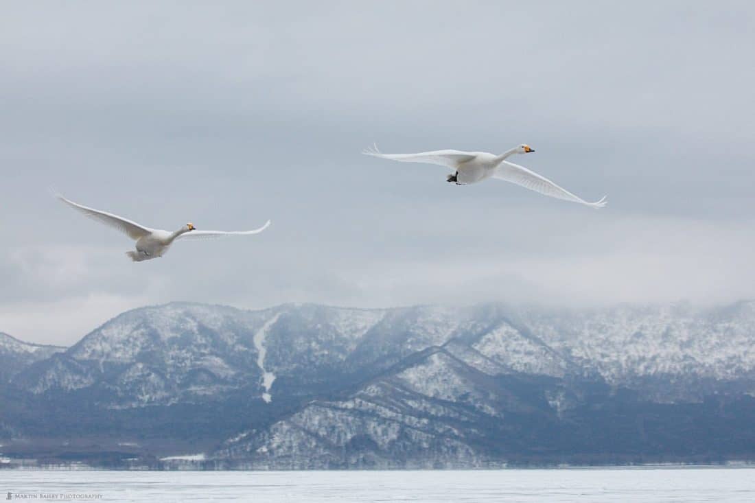Whooper Swans Fly In