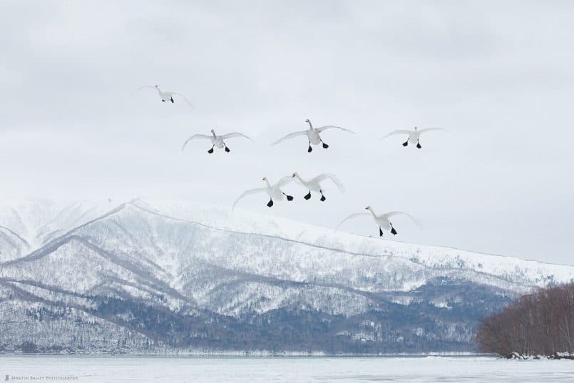 Nine Whooper Swans