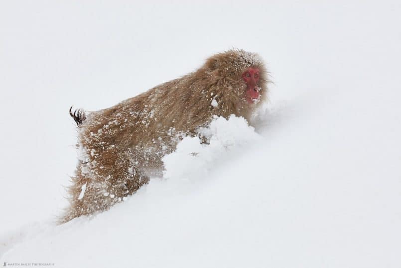 Snow Monkey Forging Through Deep Snow