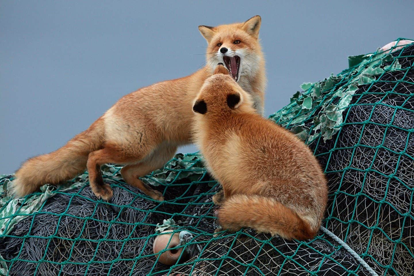 Foxes Comparing Mouth Size