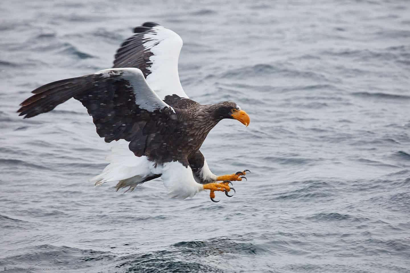Steller's Sea Eagle with Talons Out