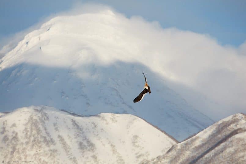 Eagle Acrobatics Before Mount Rausu