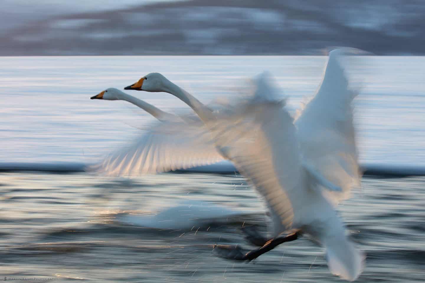 Whooper Swan Duet