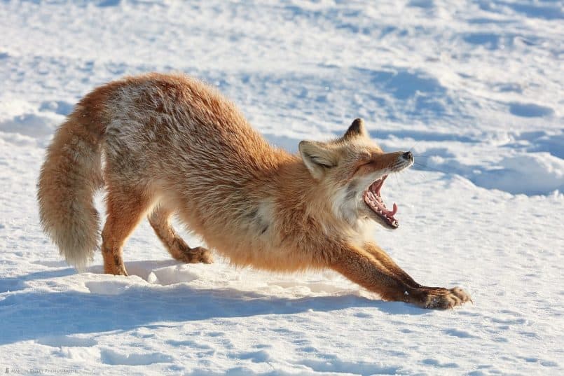 Foxes Yawny Stretch