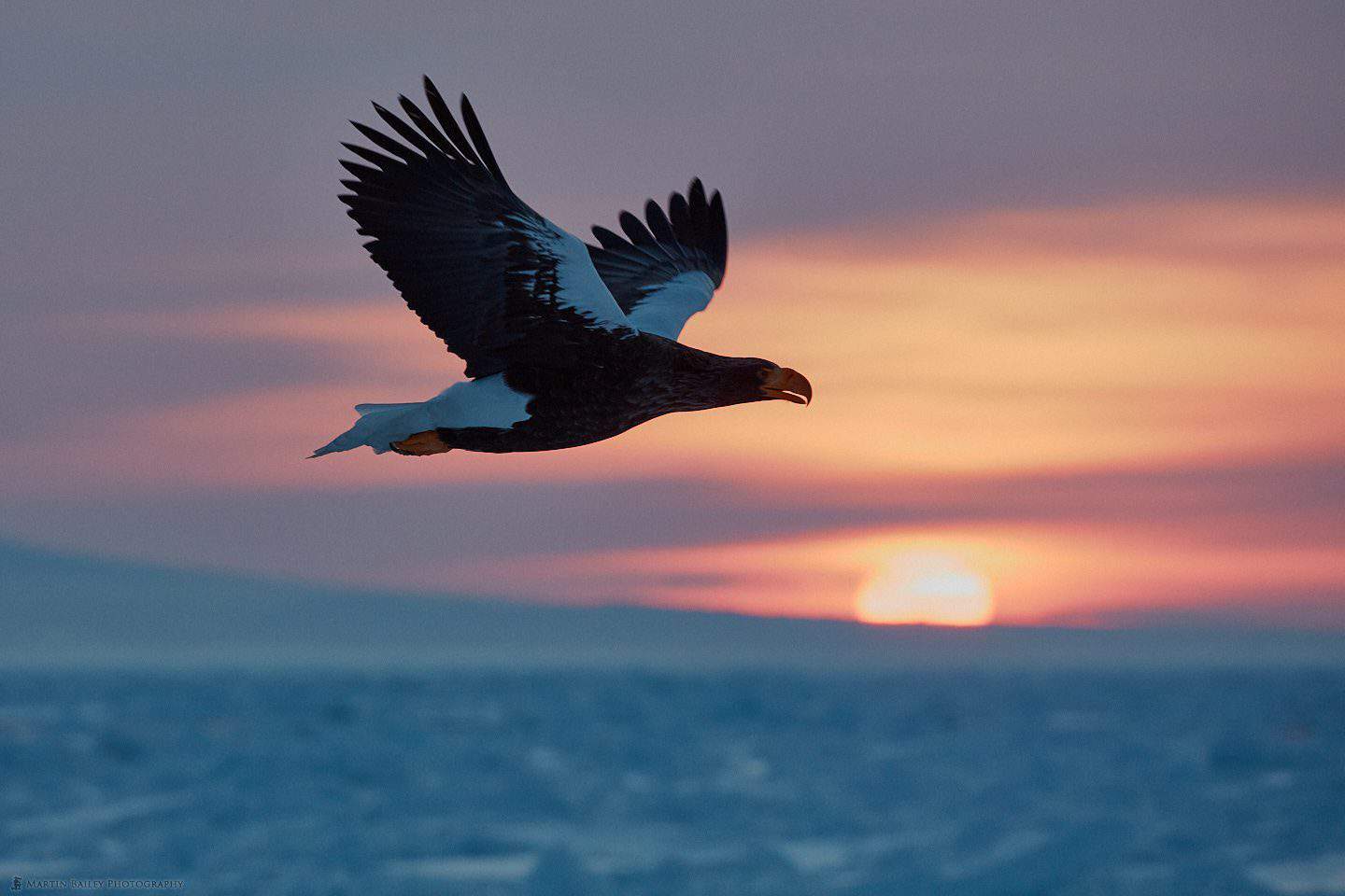 Steller's Sea Eagle at Sunrise