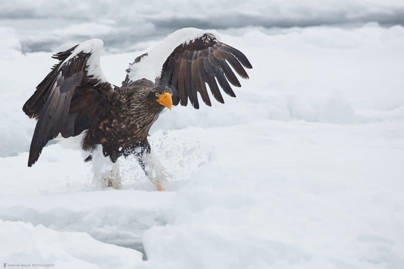 Snow Kickin' Eagle