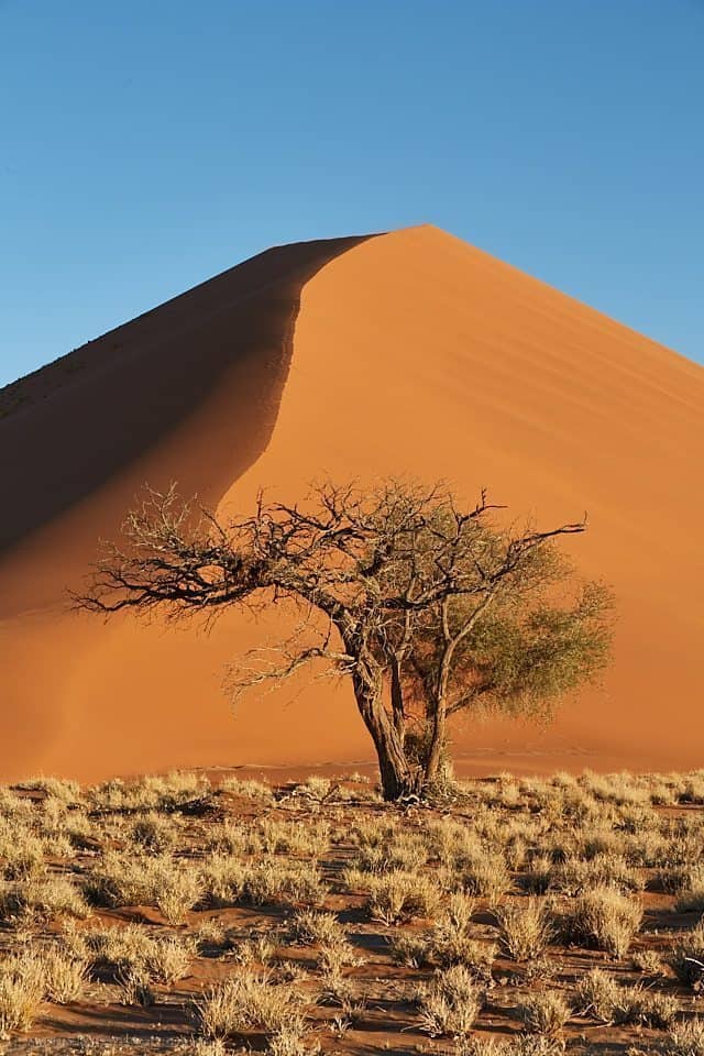 Namibia Tree and Dune (from 100ft)