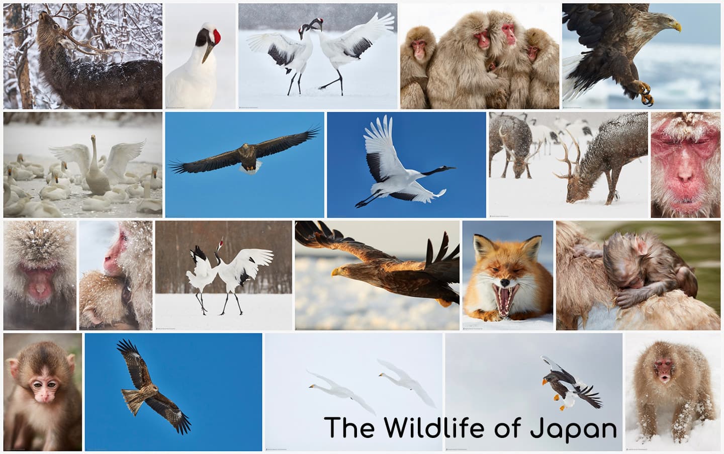 The Wildlife of Japan Portfolio