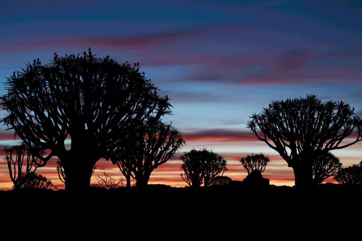 Namibia Quiver Trees in 256 Indexed Colors