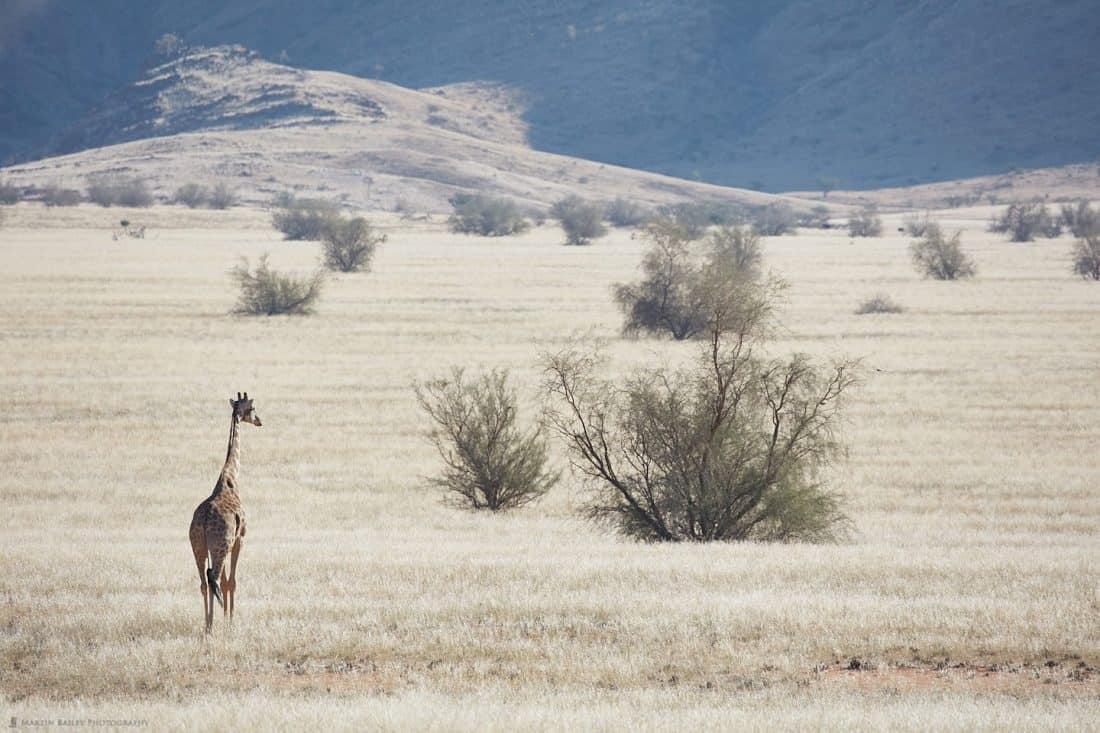 Giraffe on the Plain