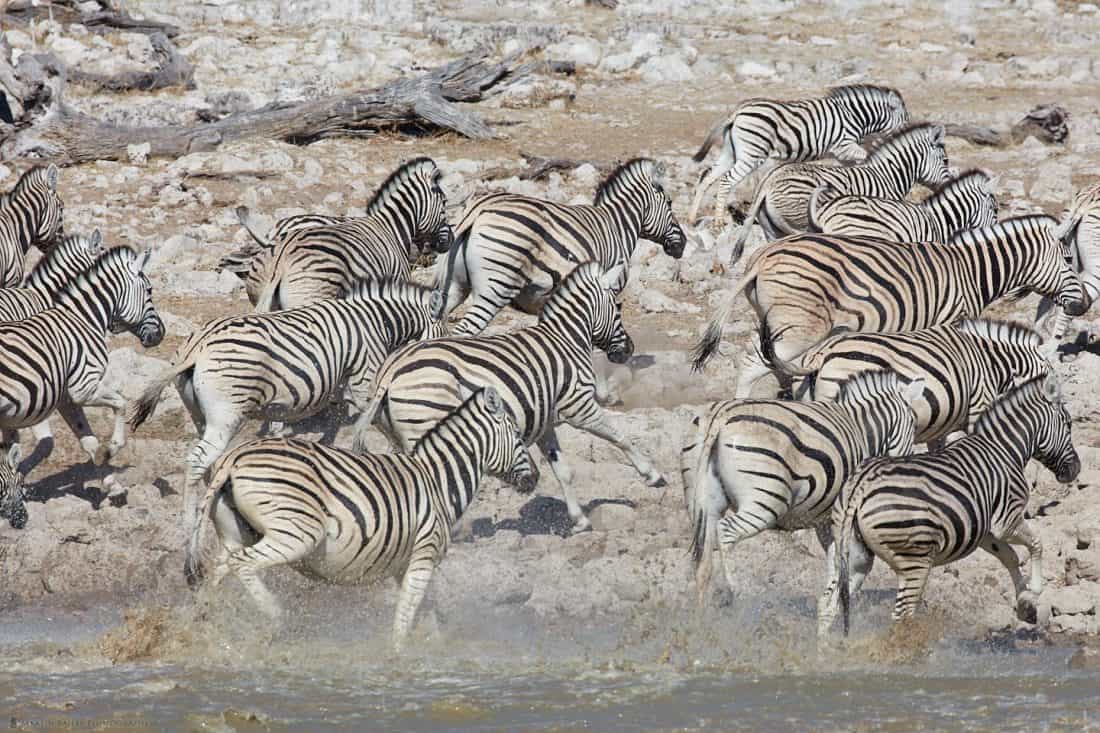 Zebras Fleeing Waterhole