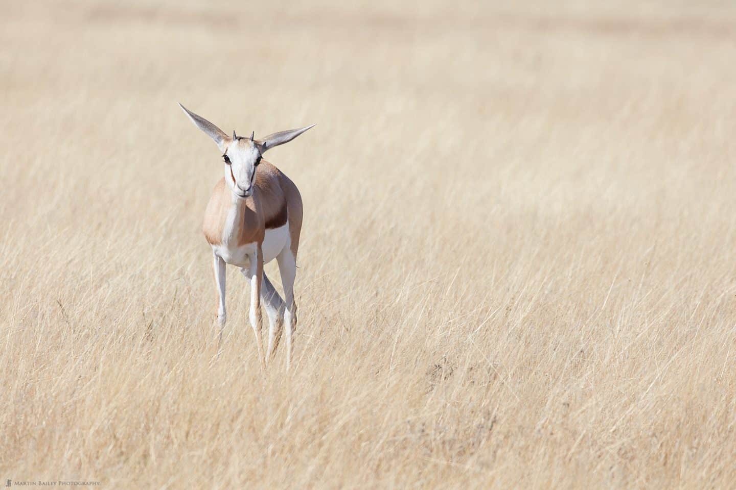 Juvenile Springbok in Long Grass