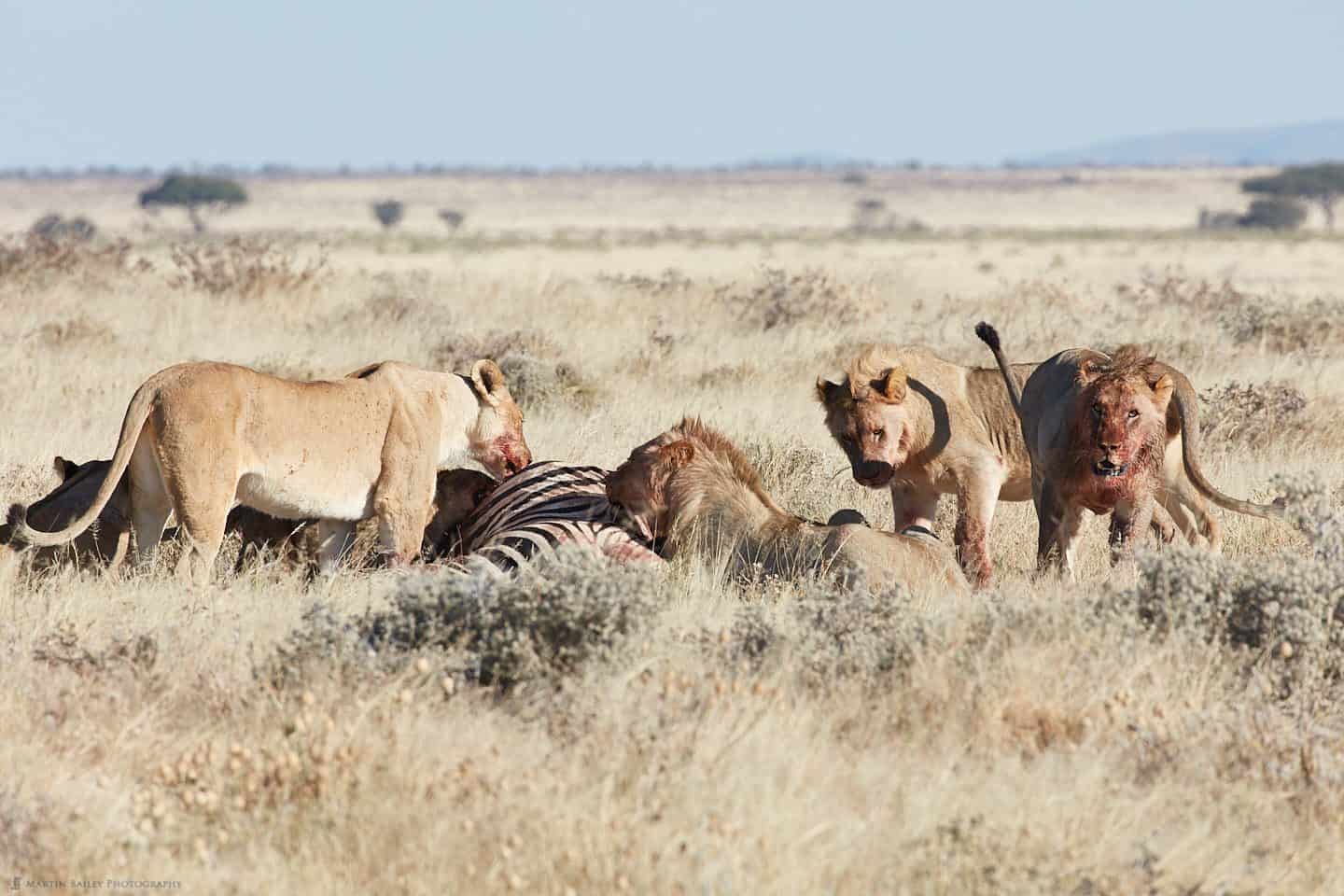 Lions Eating a Zebra