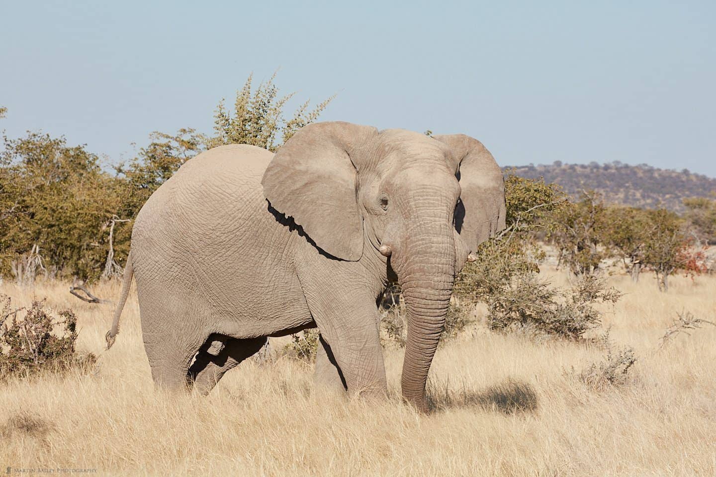 Elephant in Long Grass