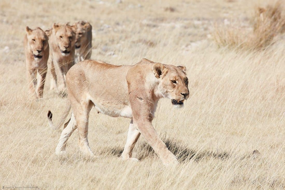 Lioness Leading the Way