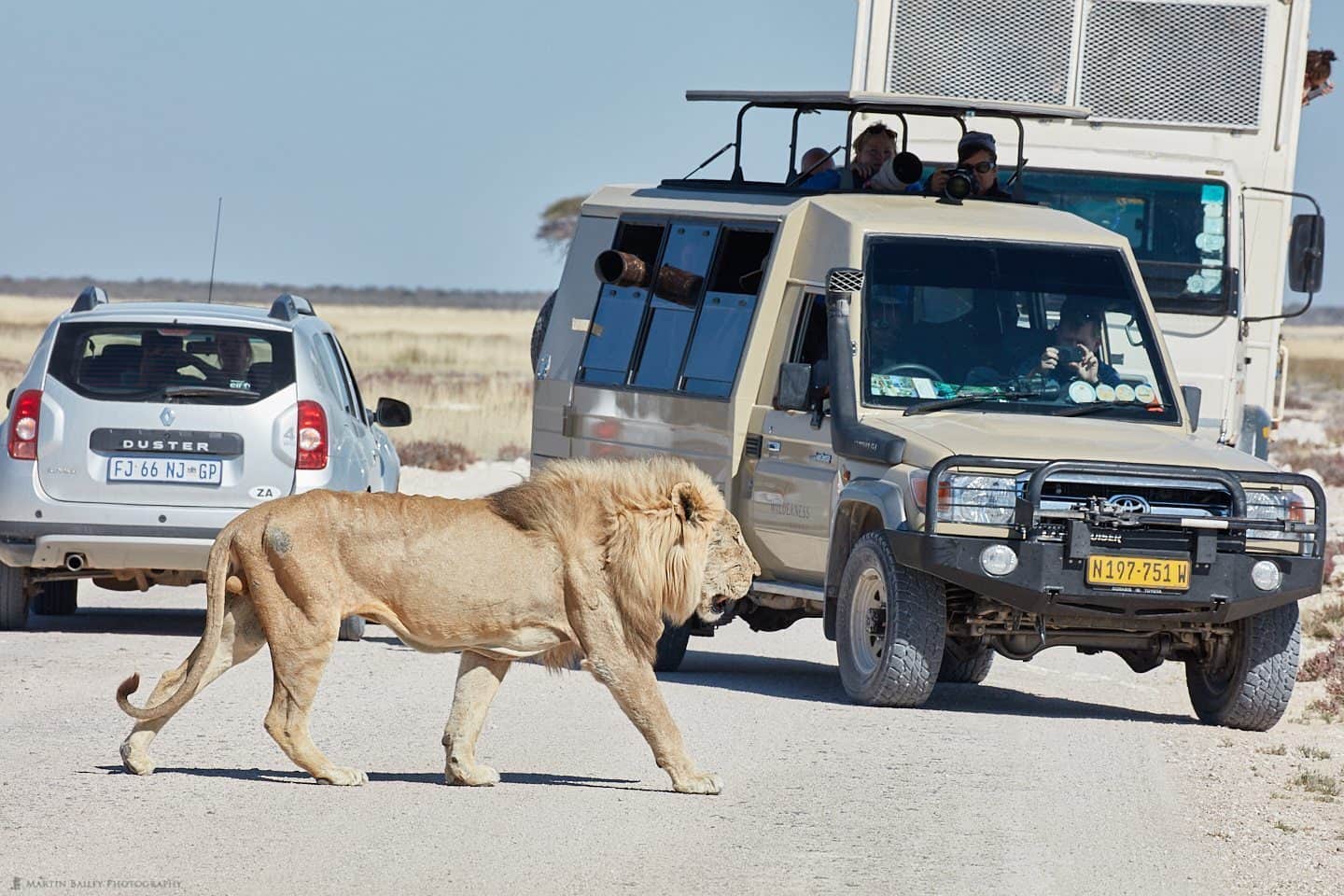 Lion in the Road