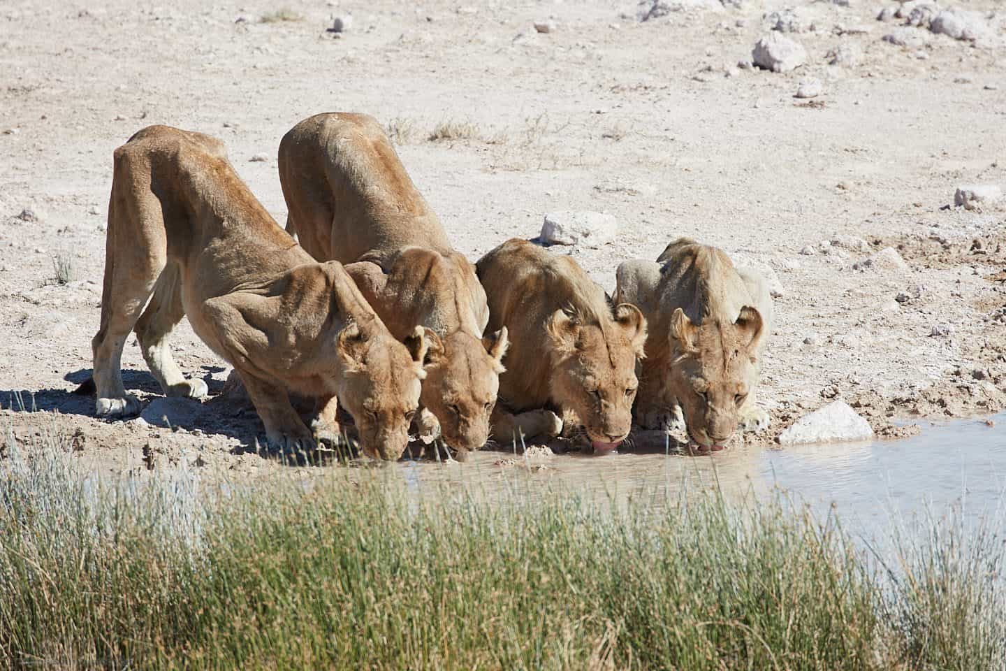 Lions Drinking at Waterhole