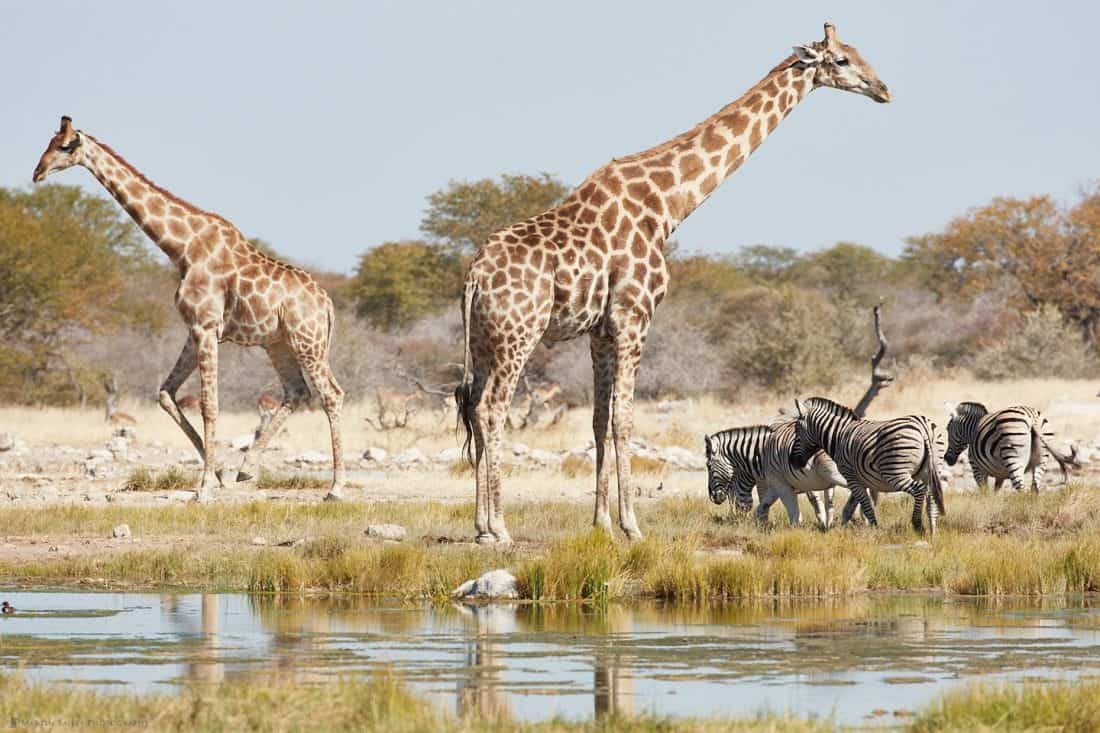 Giraffe and Zebra at Waterhole