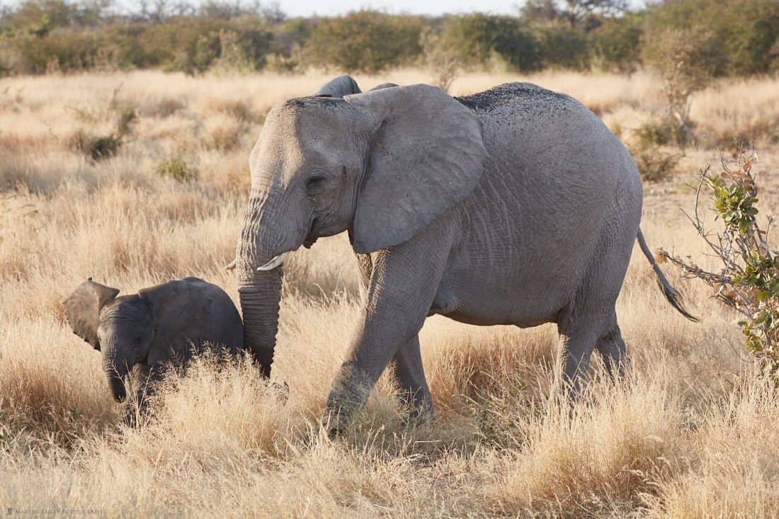 Baby and Mother Elephant in Long Grass