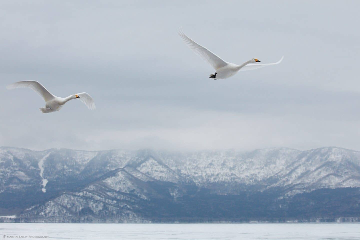 Whooper Swans in Flight at Lake Kussharo