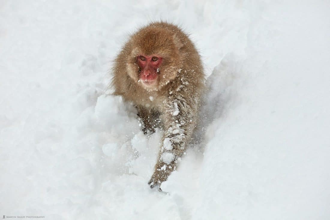 Snow Monkey Running Down Hill