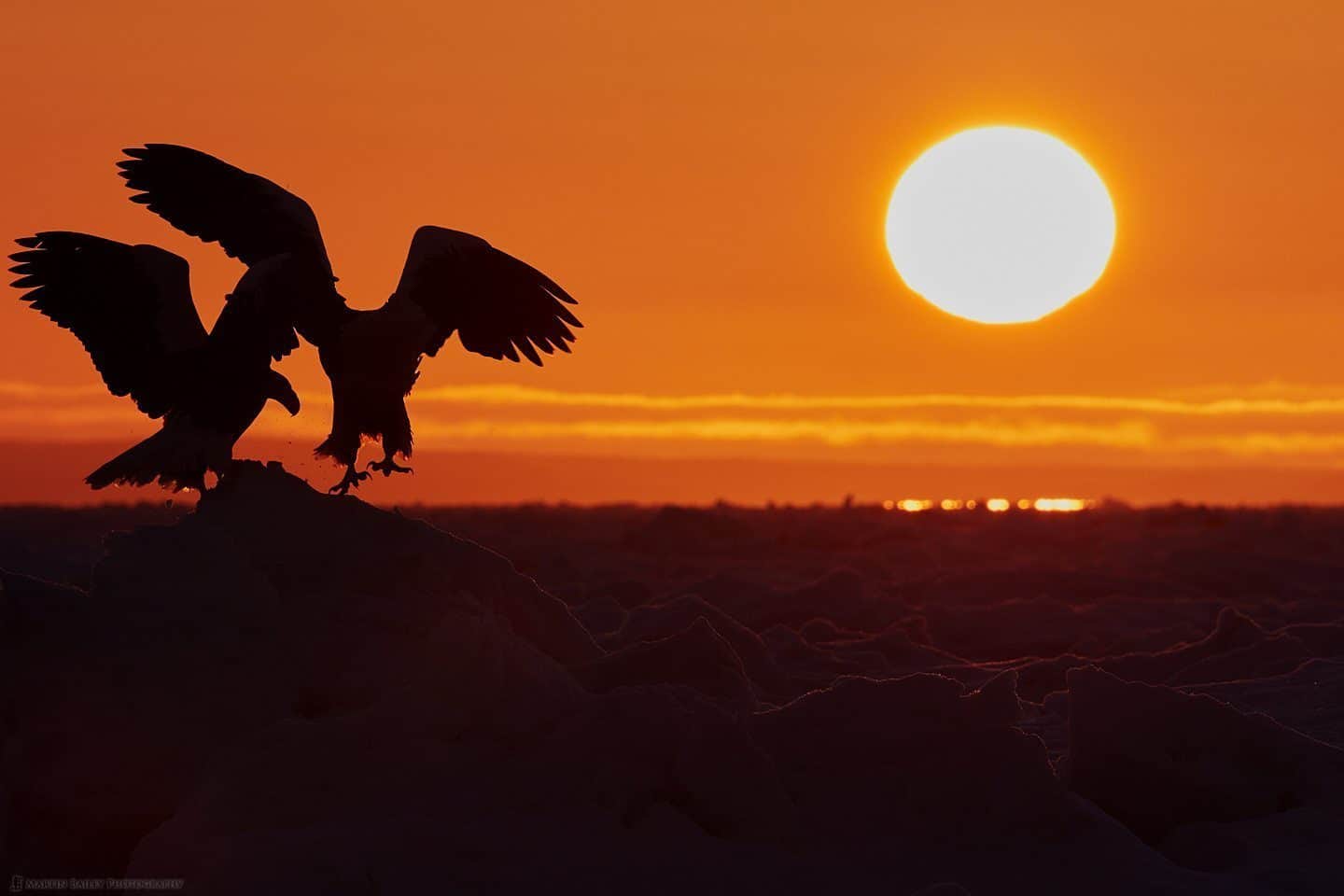Steller's Sea Eagles at Dawn