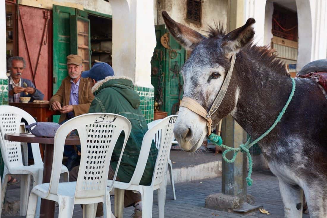 Patient Donkey
