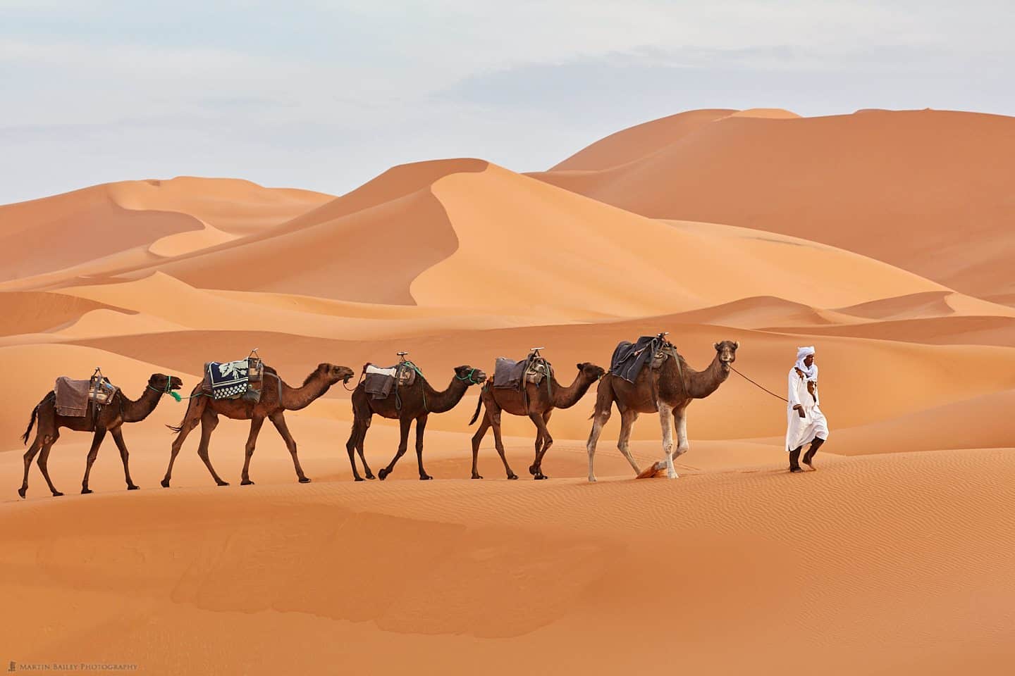 Camels and Handler in Sahara
