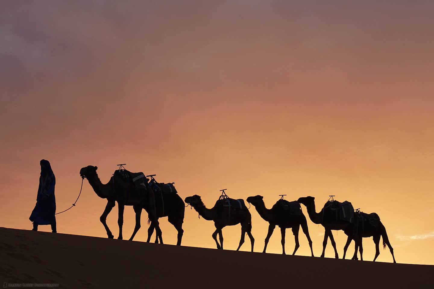Camels with Saharan Sunset