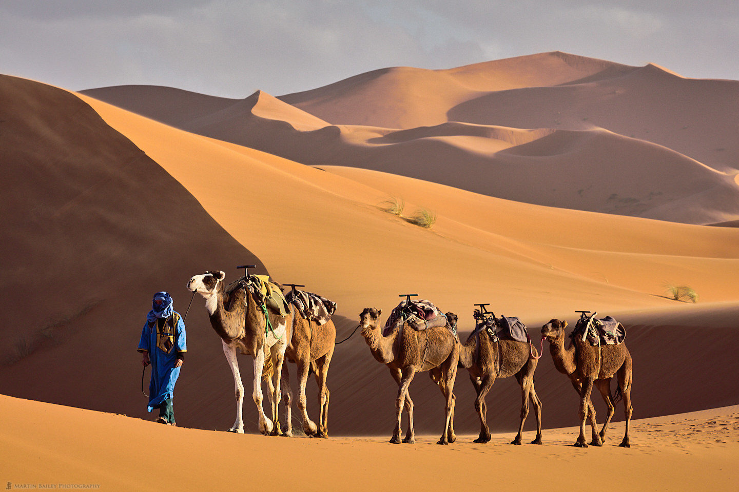 Camel Handler in Sahara