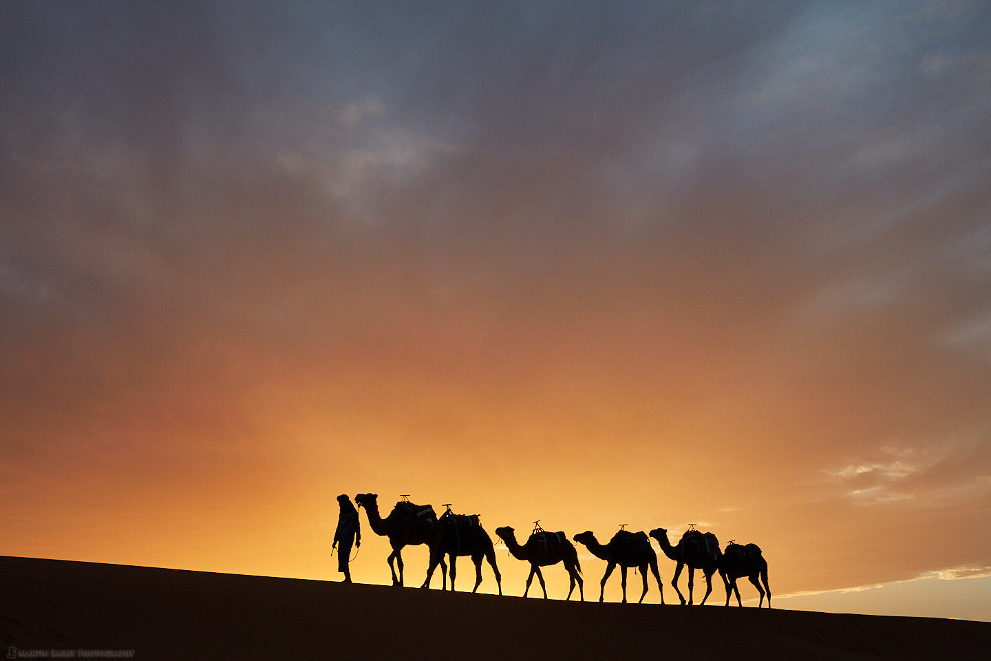 Camels with Handler at Sunset